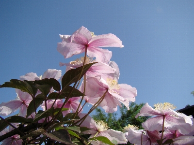 Blume anlage rosa flora Foto