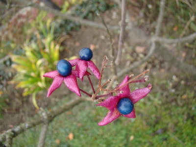 Clerodendrum trichotomum
 할리퀸 글로리바워
 플로라 식물 사진