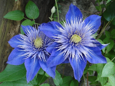 Foto Clematis
 bunga tanaman biru