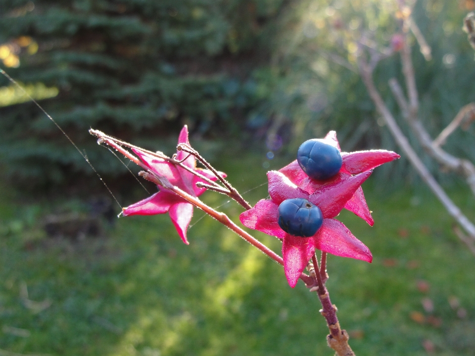 Clerodendrum trichotomum harlequin glorybower flora plant