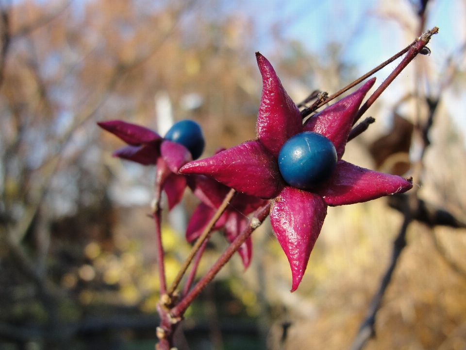 Clerodendrum trichotomum
 glorybower arlequin
 flore usine