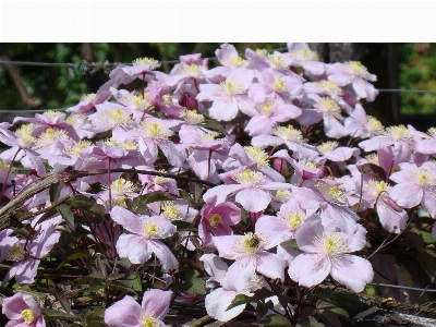 花 植物 开花植物 春天 照片