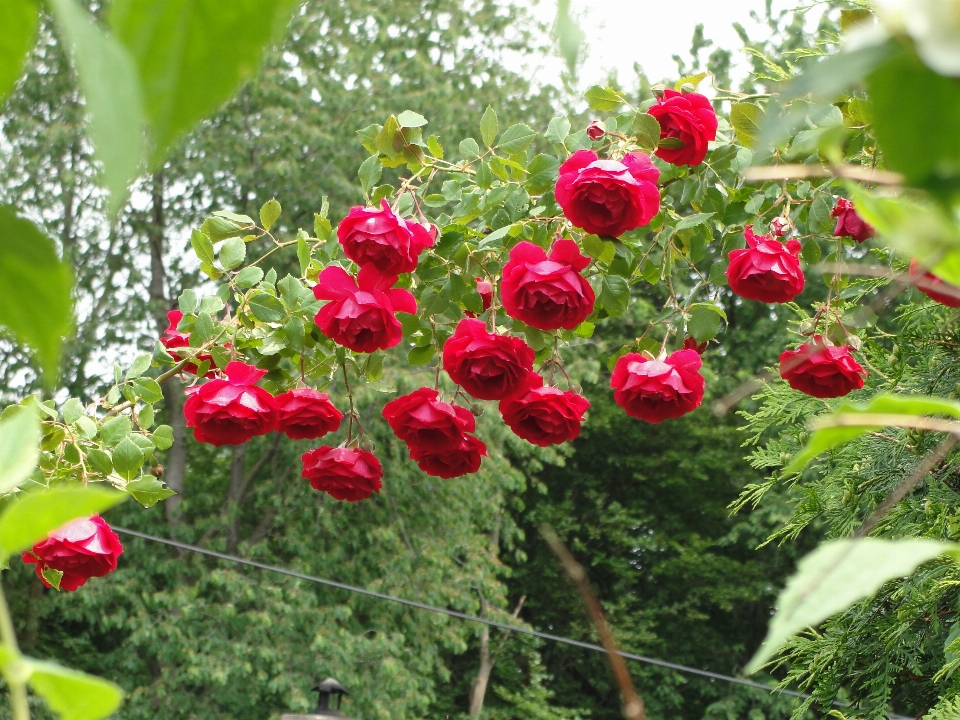 Rosso rosa fiore pianta