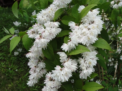 Flower plant nannyberry shrub Photo