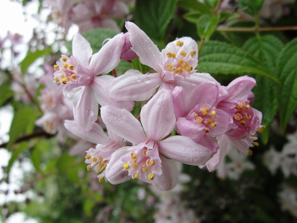 Rose fleur flore usine