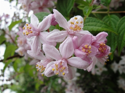 Rose flower pink flora Photo