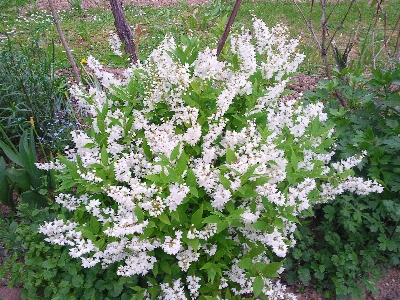 Flower plant lilac shrub Photo