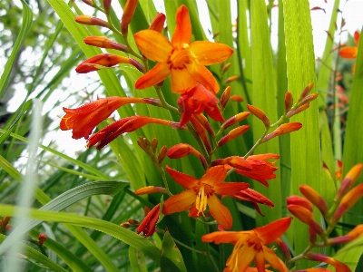 Foto Crocosmia
 montbretia
 bunga tanaman