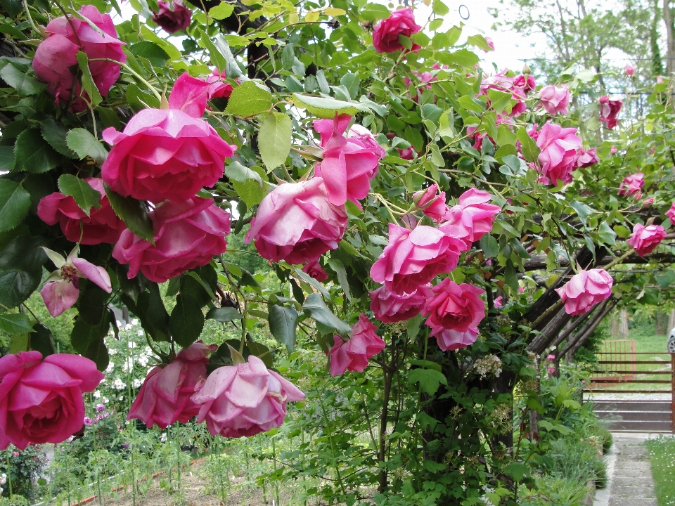 Pink rose plant flower