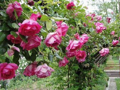 Pink rose plant flower Photo