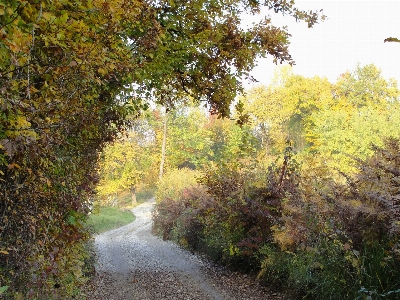 Country road nature leaf vegetation Photo