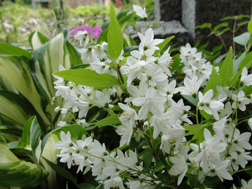 Flower white plant flora