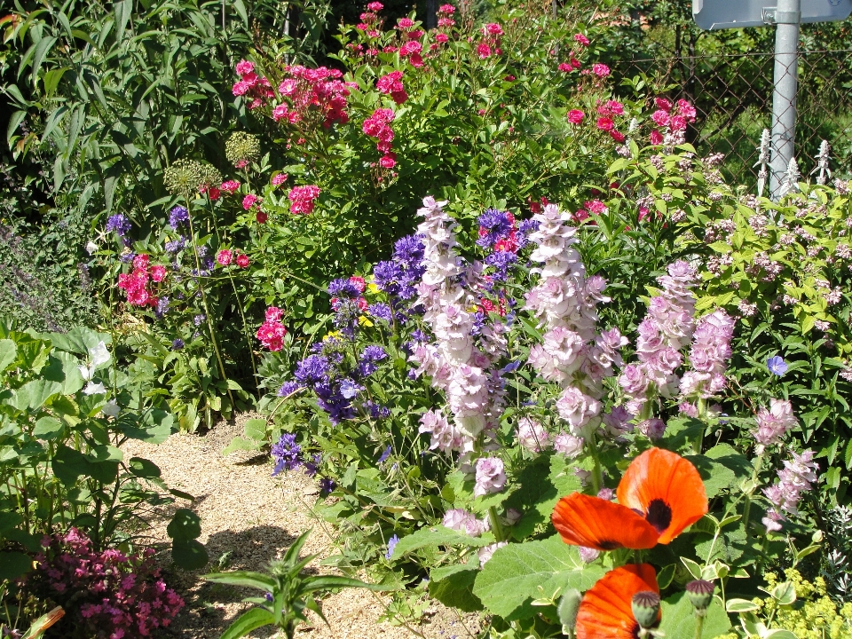 Country garden plant flower flora