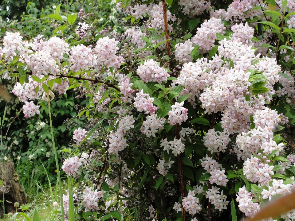 Rose usine fleur lilas
