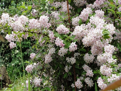 Rose plant flower lilac Photo