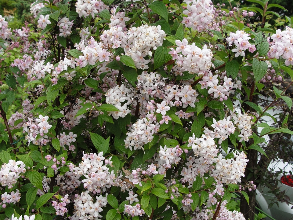 Rosa pianta fiore lilla
