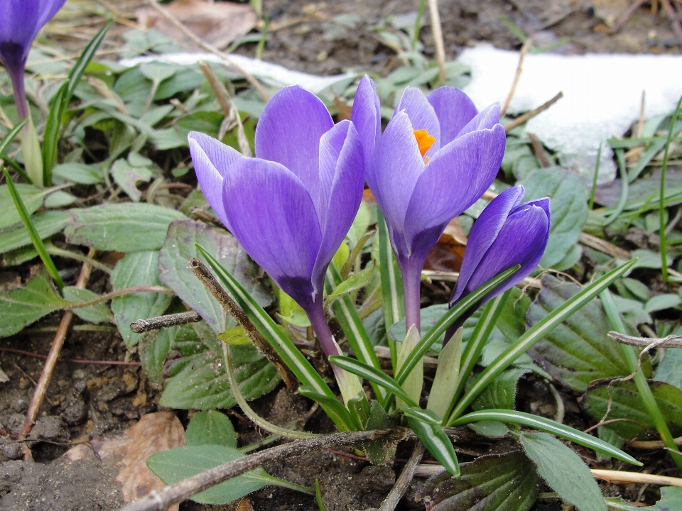 Crocus plant flower flowering