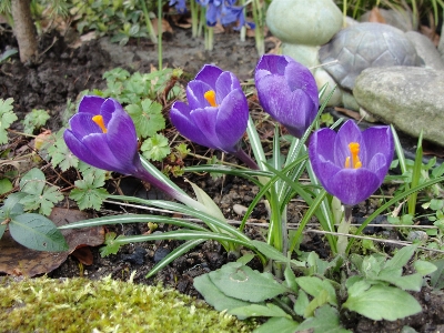 Flower plant crocus flowering Photo