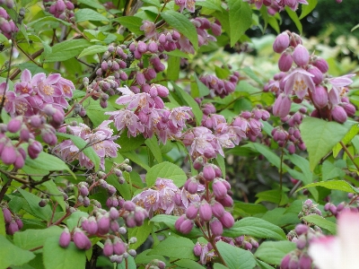 Strawberry flower plant lilac Photo