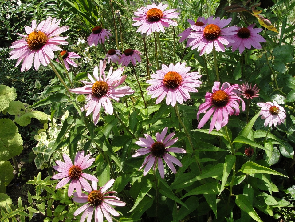 Echinacea purpurea
 lila sonnenhut
 blume anlage