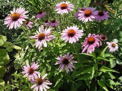 エキナセア・プルプレア
 紫コーンフラワー
 花 植物 写真