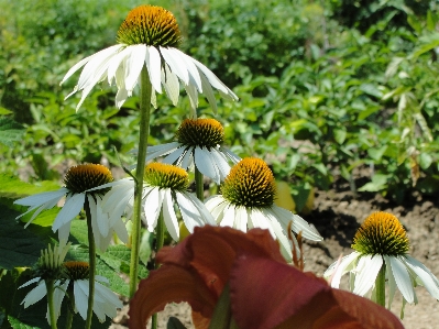 エキナセア
 紫 コーンフラワー 植物 写真