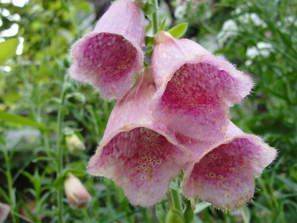 Digitalis purpurea foxglove flower pink