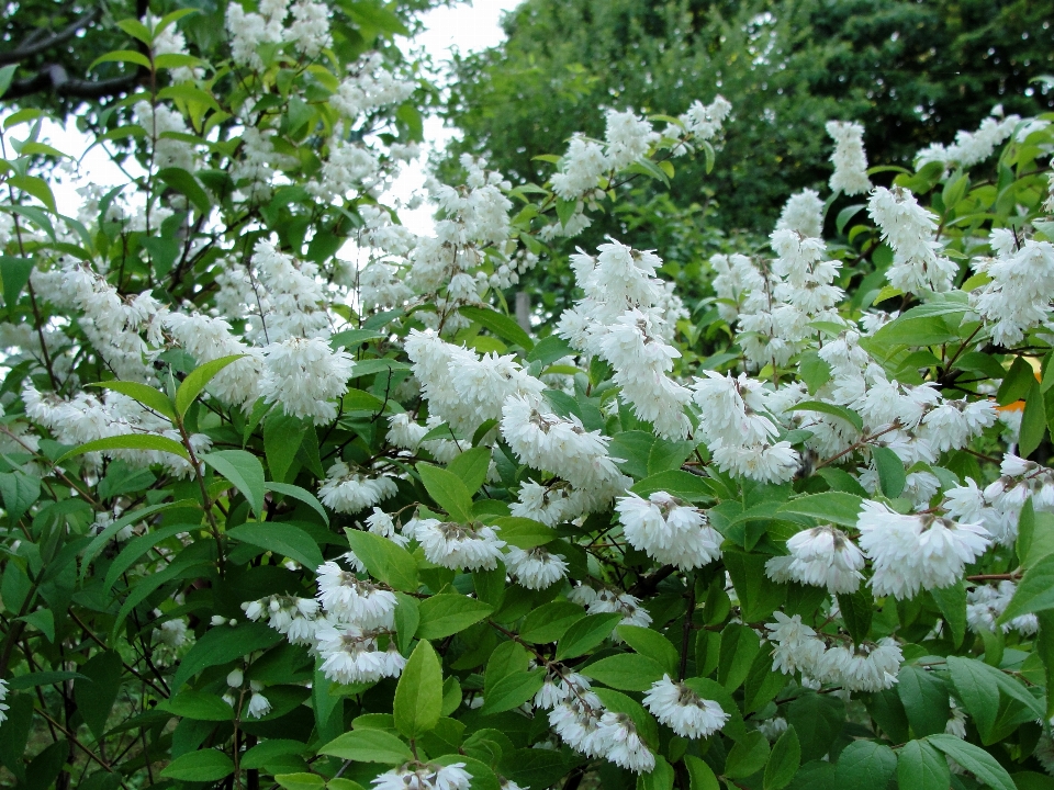 Flor plantar arbusto
 primavera