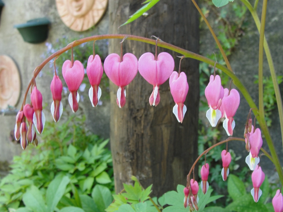 Dicentra spectabilis lamprocapnos bleeding heart flower