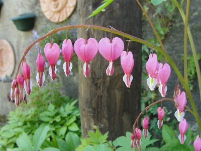 Foto Visibile dicentrico
 uno spettacolare lamprocapnos
 cuore sanguinante
 fiore