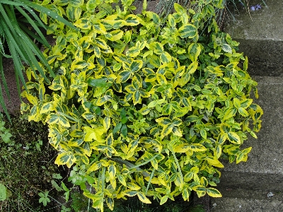 花 植物 葉 低木
 写真