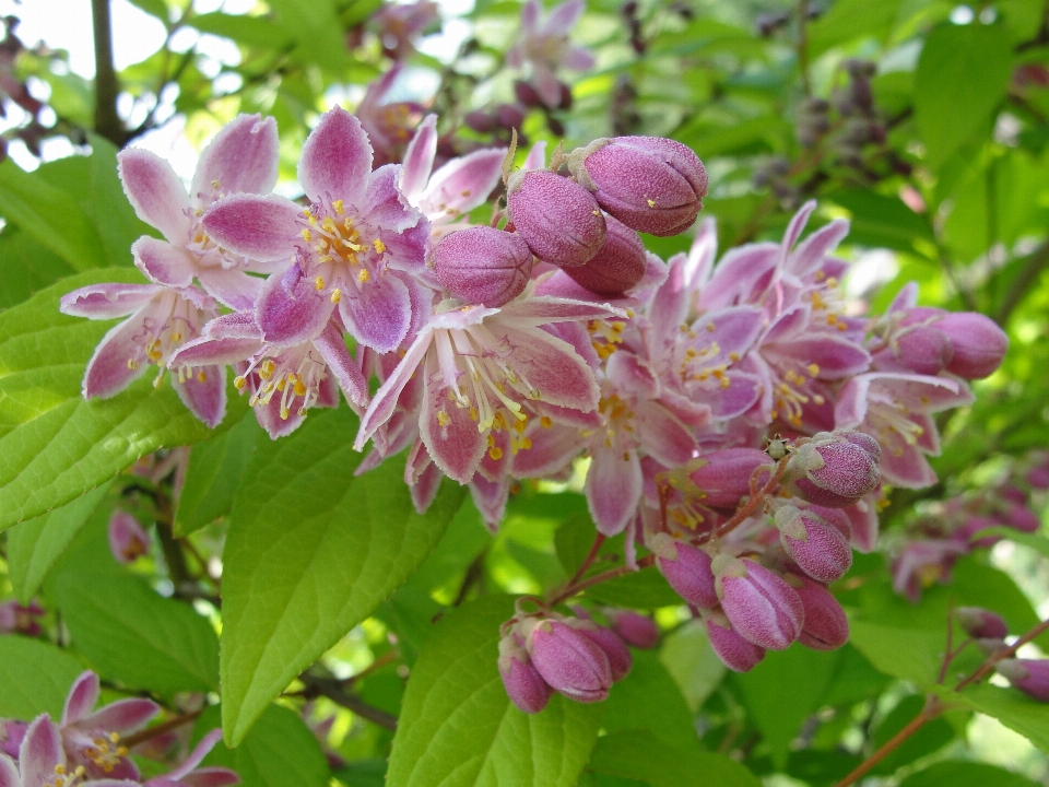 Fleur nature usine lilas
