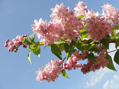 Strawberry fields pink blossom Photo