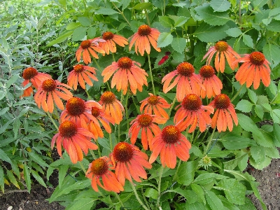 花 自然 植物 コーンフラワー 写真