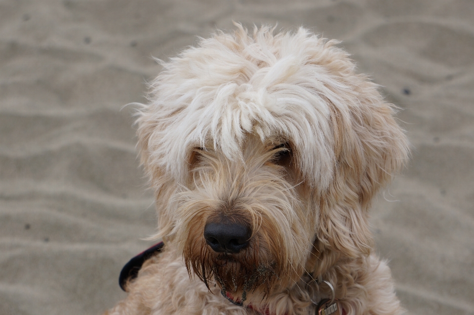 Cachorro praia loiro peludo