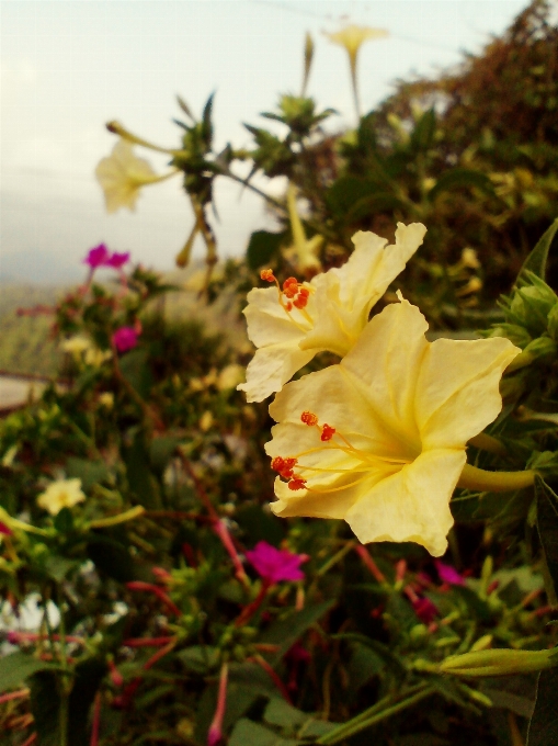 Blume natur anlage flora