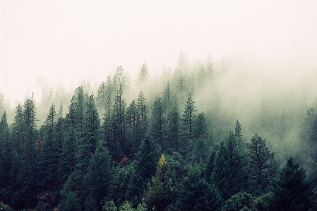 Nature ecosystem mist tree Photo