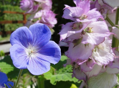 Geranium flower plant flora Photo