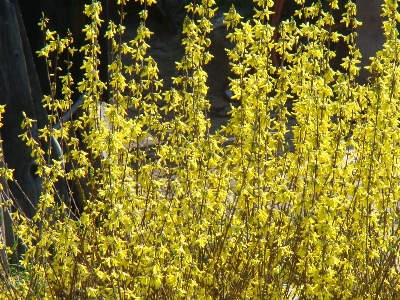 Foto Bunga kuning tanaman moster