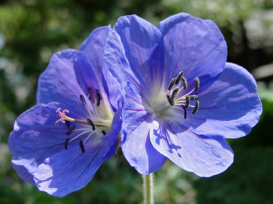 Geranie
 blume blau flora