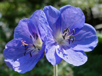 Geranium flower blue flora Photo