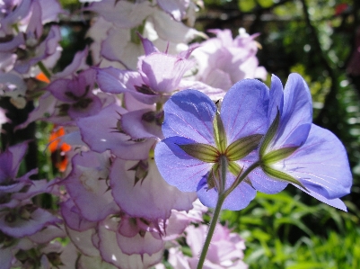 Geranie
 blume flora anlage Foto