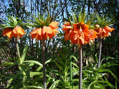 Foto Flor planta floreciendo
 corona imperial
