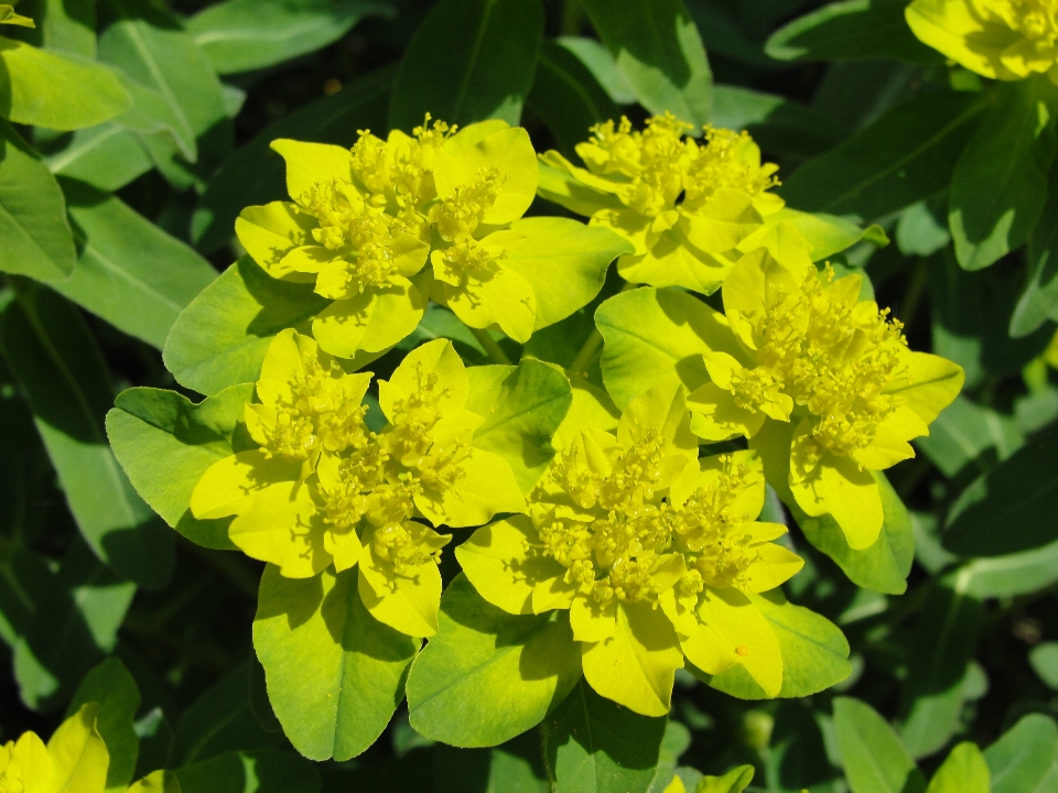 Fleur jaune usine de moutarde
