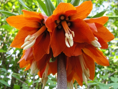 Zdjęcie Cesarska fritillaria
 korona cesarska
 kwiat flora