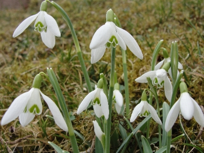 Foto Galanthus
 bucaneve
 fiore pianta