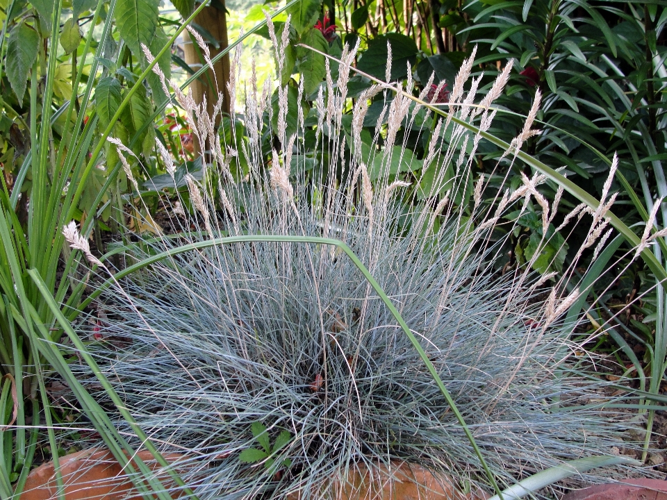 Azul plantar grama família da grama
