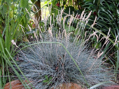 Foto Azul planta césped familia de las gramíneas
