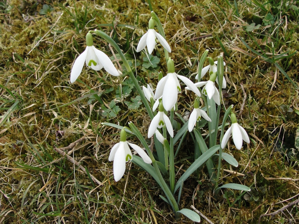 Nature galanthus plant flower