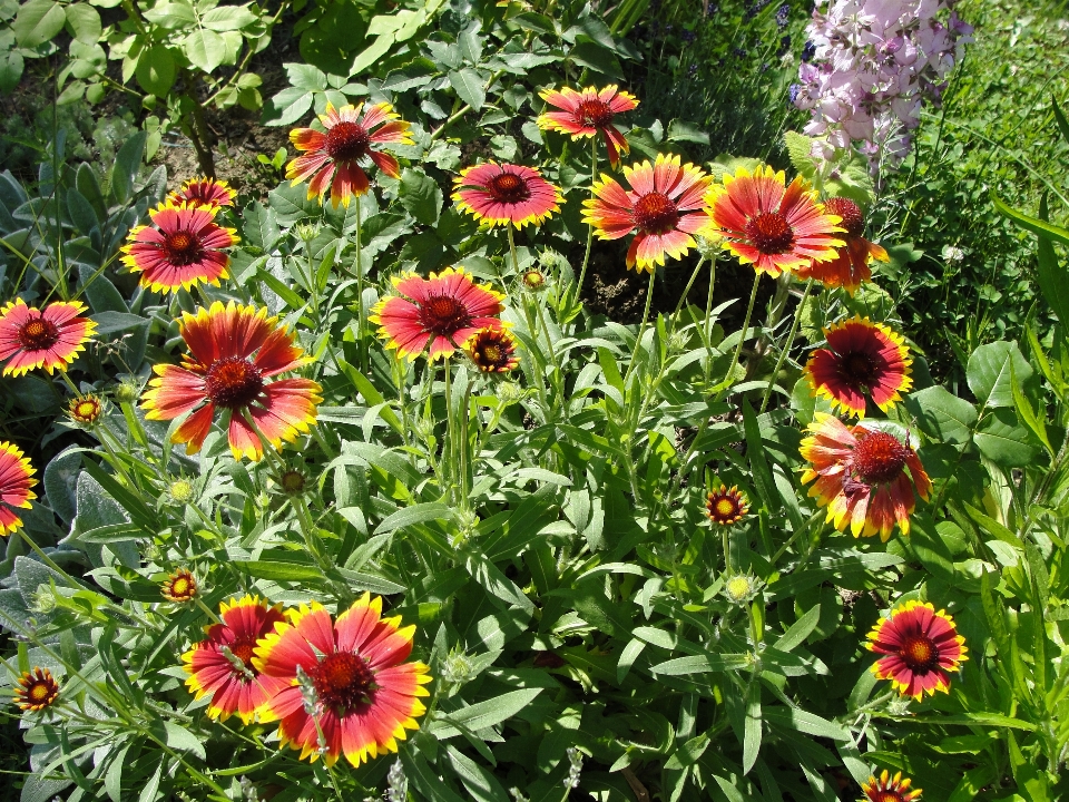 花 植物 ブランケットフラワー
 開花植物
